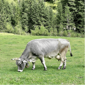 a cow grazes on a green lawn